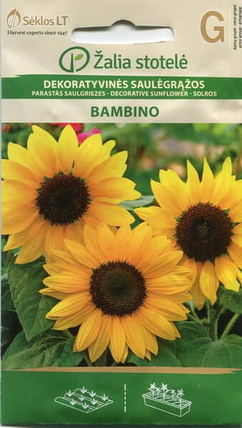 Sunflower "Bambino" (low)