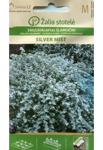 Licorice Plant "Silver Mist"