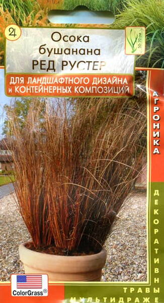 Leatherleaf Sedge "Red Rooster"