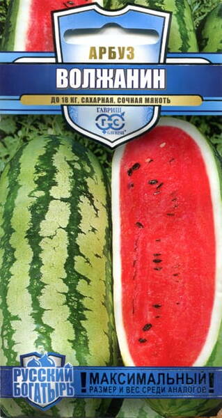 Watermelon "Volzhanin"