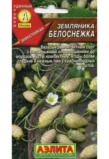 White stawberry "Belosnezhka"