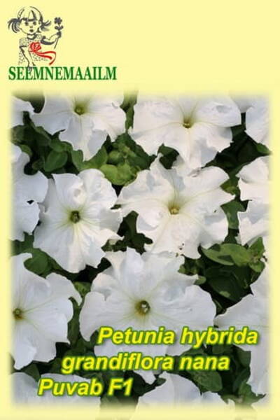 Petunia "Puvab" F1