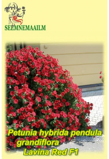 Petunia "Lavina Red" F1