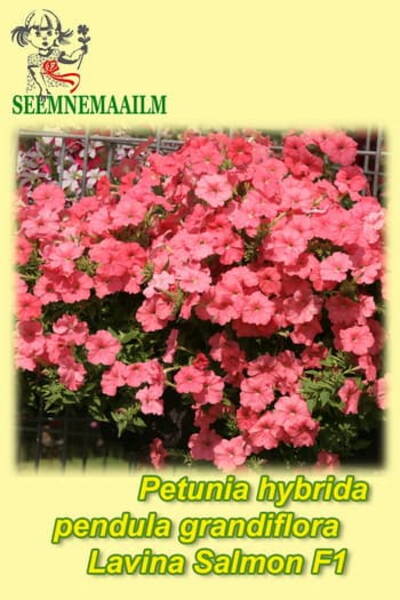 Petunia "Lavina Salmon" F1