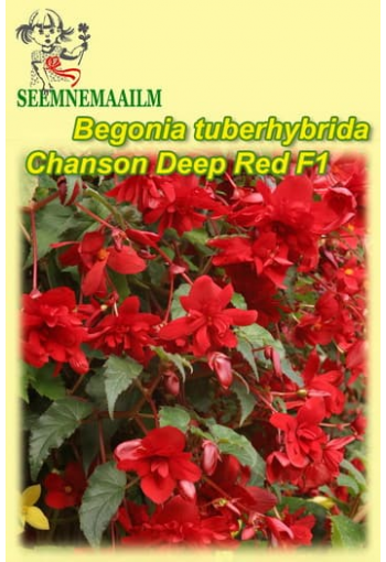 Begonia tuberosa pendula "Deep Red" F1