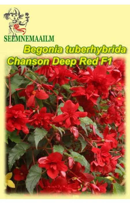 Begonia tuberosa pendula Deep Red F1 : seeds
