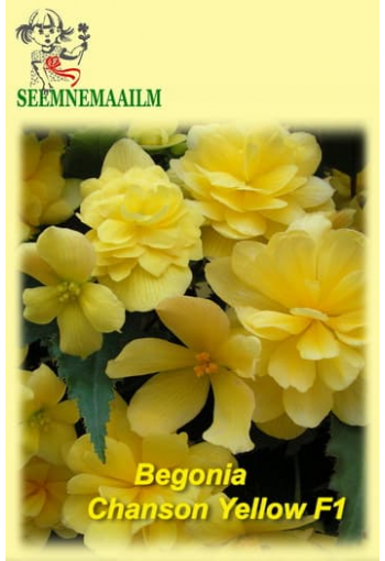 Begonia tuberosa pendula "Chanson Yellow" F1