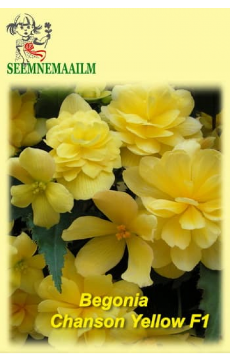 Begonia tuberosa pendula Chanson Yellow F1 : online sale