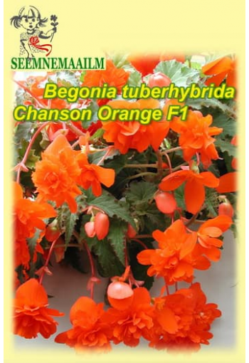 Mugulbegoonia ampelne "Chanson Orange" F1