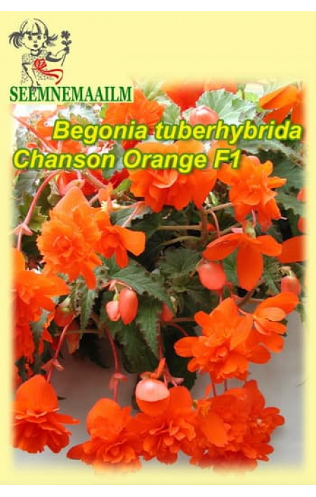 Begonia tuberosa pendula Chanson Orange F1 : seeds