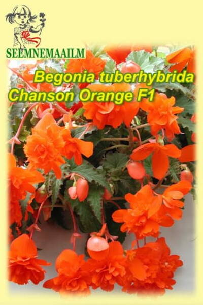 Begonia tuberosa pendula "Chanson Orange" F1