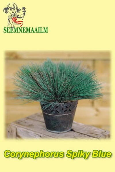 Булавоносец седоватый "Spiky Blue" (Corynephorus canescens)