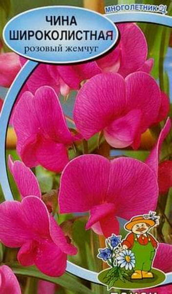 Laialehine seahernes (püsik-lillhernes) Roosa pärl Lathyrus latifolius