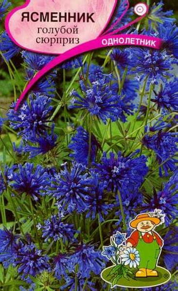 Varjulill Blue surprise Asperula azurea