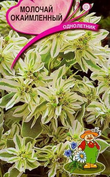Молочай окаймлённый "Ранний снег" (Euphorbia marginata)