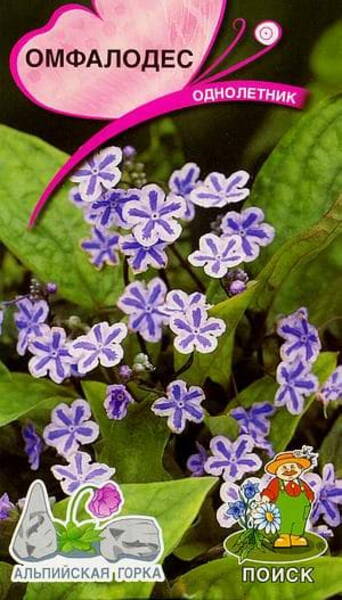 Nabaseemnik linalehine Omphalodes linifolia