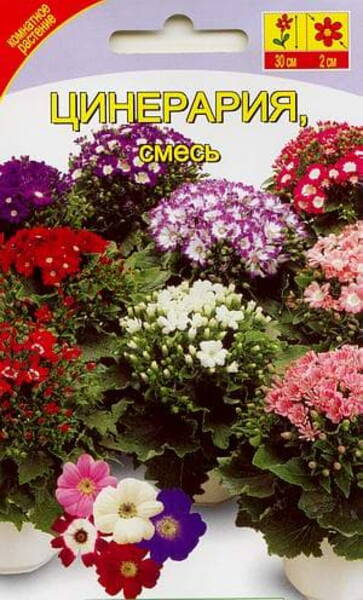 Цинерария "Комнатная" (Крестовник кровавый, смесь) Senecio cruentus nana
