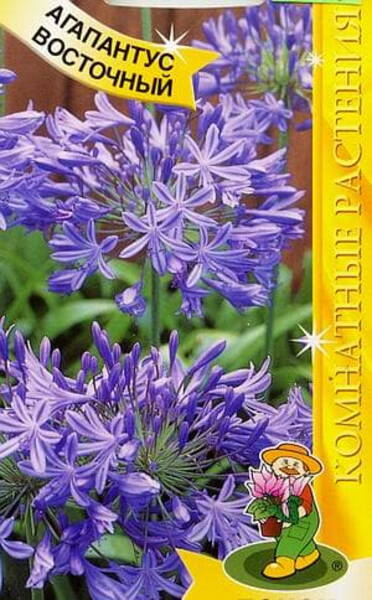 Lembeliilia varane Agapanthus praecox
