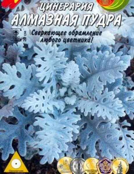 Viltleht (Tsineraaria) Cineraria maritima