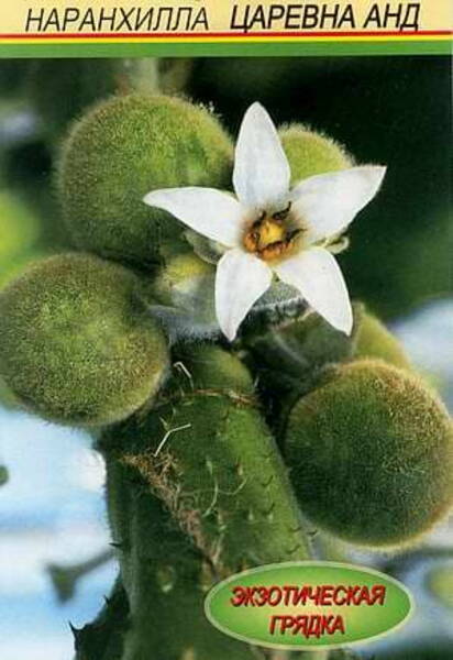 Naranhilla (Lulo-maavits) "Andi Kuninganna" Solanum quitoense