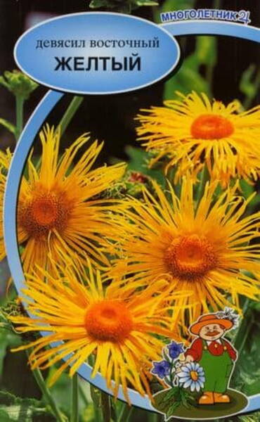 Näärmekas vaak Inula orientalis (glandulosa Puschk. ex Willd.)