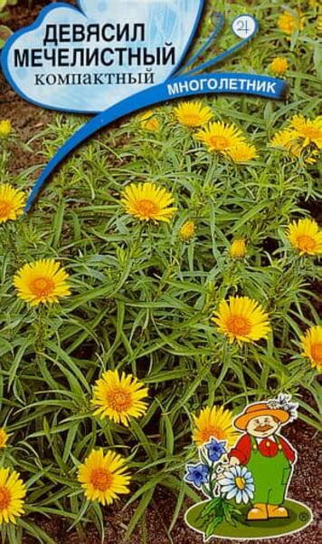 Mõõklehine vaak "Compacta" Inula ensifolia