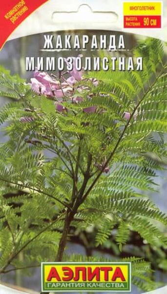 Mimoosilehine jakaranda "Dolina Paportnikov" Jacaranda mimosifolia D. Don