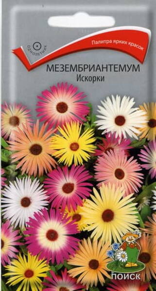 Suureõieline keskpäevalill "Sparks" Mesembryanthemum criniflorum