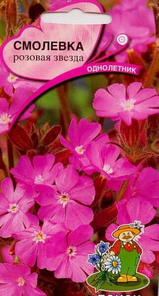 Catchfly "Pink Star"