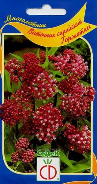 Ваточник сирийский "Горжетка" Asclepias syriaca