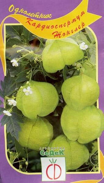 Balloon vine (heart seed, heart-pea, love in a puff, wintercherry)