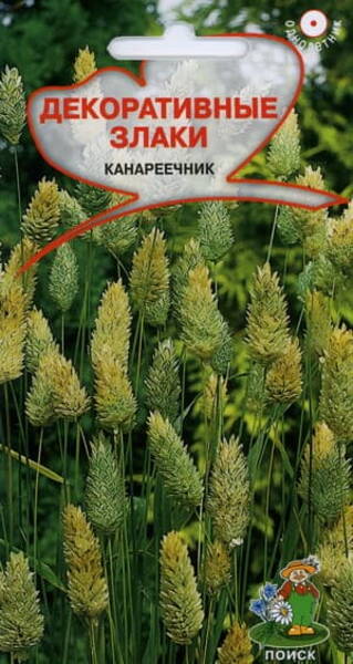 Двукисточник канареечный (Фалярис, Канареечник канарский) Phalaris canariensis