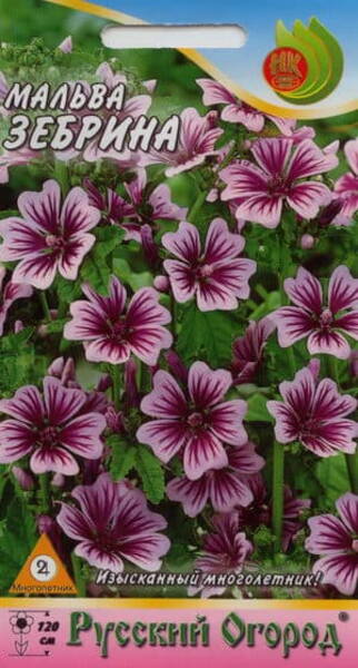 Mets-kassinaeris "Zebrina" Malva sylvestris ssp. mauritiana