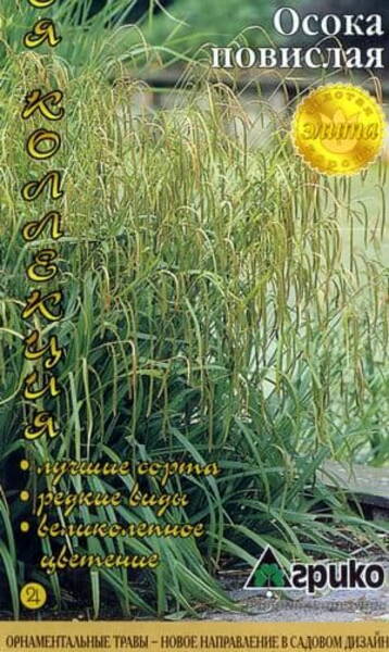 Осока висячая (Carex pendula)