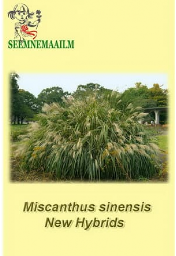 Chinese silvergrass "New Hybrids" (zebra grass) 