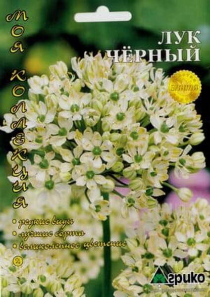 Broadleaf garlic