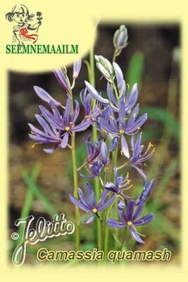 Small camas (quamash)