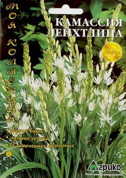 Great camas