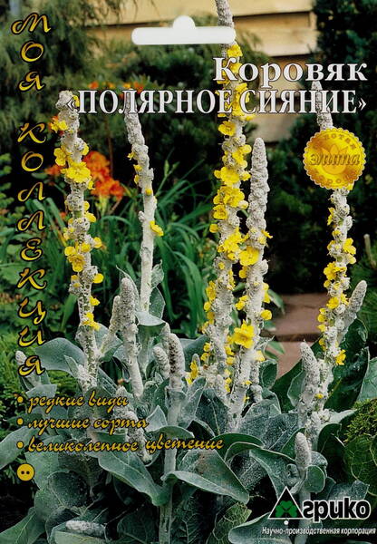 Broussa mullein "Polar Summer" (Silky mullein)