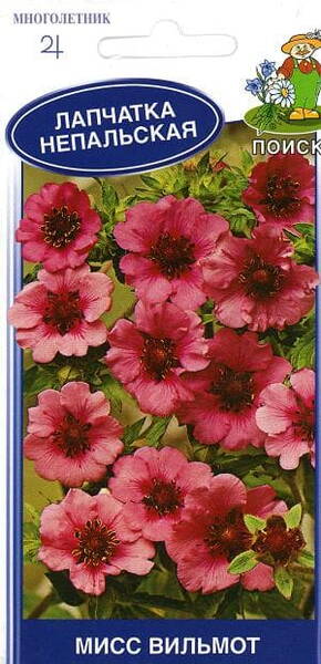 Red potentilla