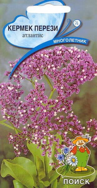 Parkjuur perezi "Atlantis" Limonium Perezii