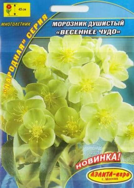 Lõhnav lumeroos Kevadine Ime Helleborus odorus