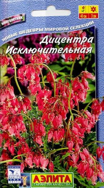 Dicentra eximia purpurosa