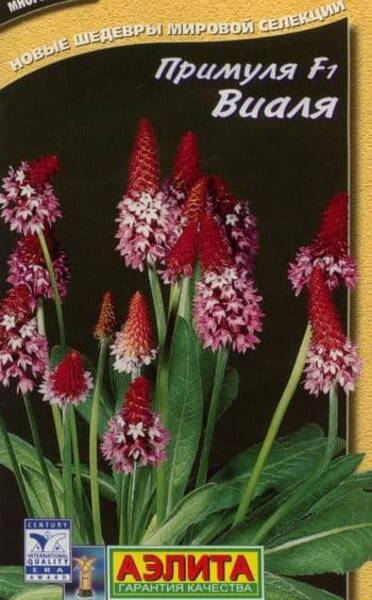 Orchid primrose