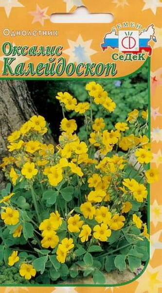 Оксалис вальдивийский (Кисличка) Oxalis valdiviensis