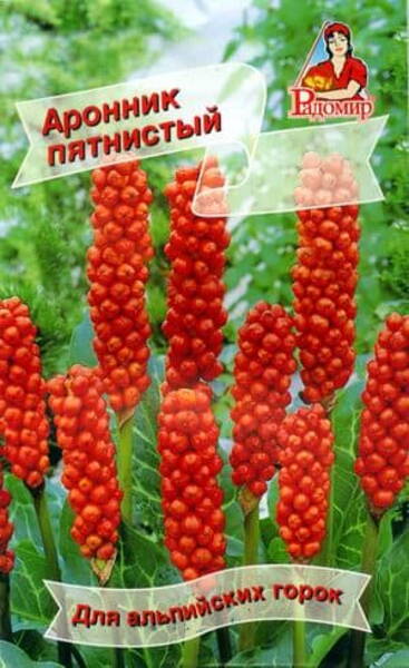 Tähniline aarum Arum maculatum