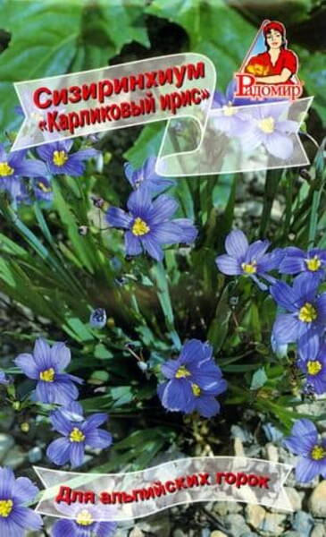 Sininokk iirisekujuline Sisyrinchium bellum
