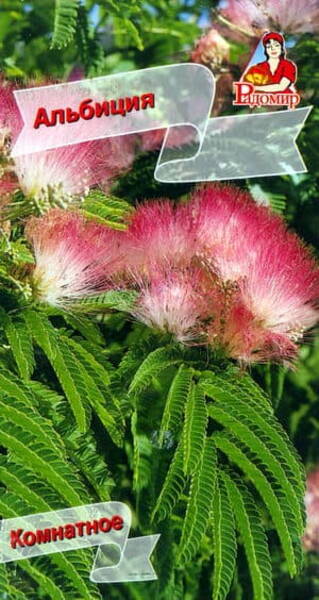 Lenkorani siidakaatsia (albiitsia ) Albizzia julibrissun