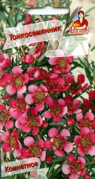 Luud-lõunamürt Leptospermum scoparium