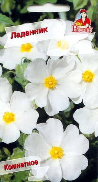 Ладанник (Cystus ladaniferus)